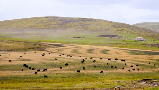 高原 牧场 牦牛群 草原 牦牛 畜牧业