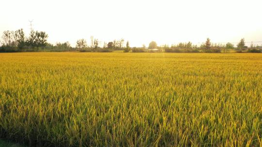 水稻航拍 徐州铜山美丽乡村 自然风光 农业