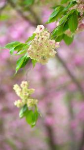 4K植物素材——绿色樱花郁金樱
