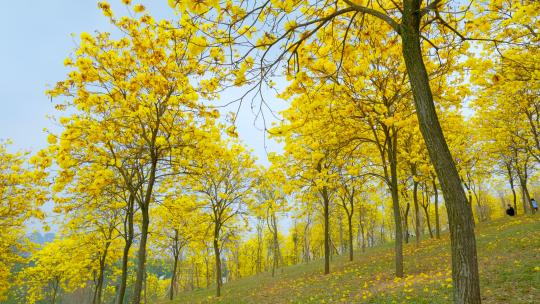 黄花风铃木 阳光树林 南宁青秀山风铃谷