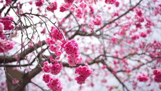 樱花樱桃春樱开花