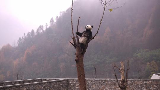 动物园大熊猫吃竹子玩闹嬉戏视频素材模板下载