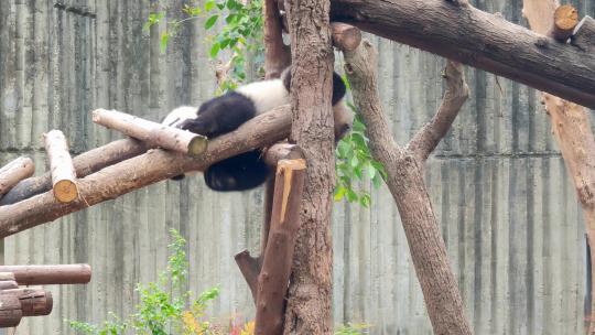 成都大熊猫繁育研究基地爬树的小熊猫