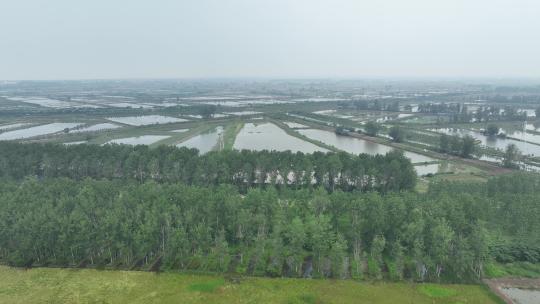 航拍武汉荆州小龙虾养殖基地