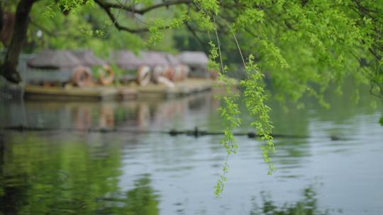 春天杭州花港观鱼阴雨天小船绿色自然