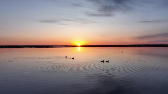 航拍草原湿地湖泊日出水中游泳的水鸟野鸭子