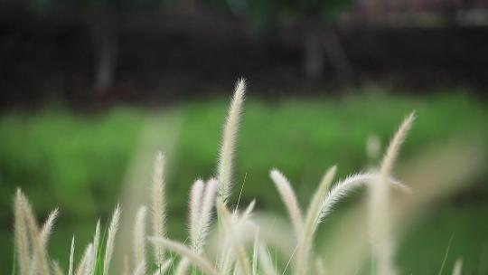 狗尾巴草唯美逆光光线自然抒情草地植物