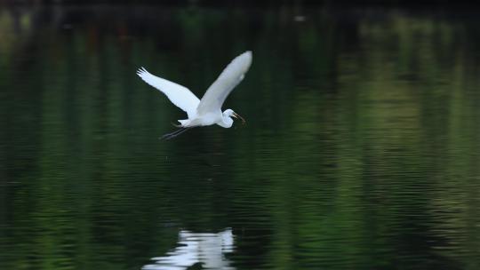 白鹭、苍鹭、夜鹭、飞翔、仙鹤