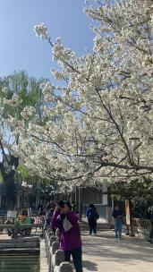 济南五龙潭樱花、海棠花绽放，春季景色迷人