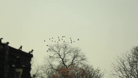 老北京鸽子飞翔