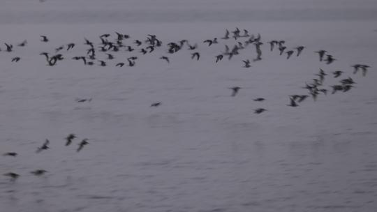 深圳湾的黑尾塍鹬、鹬鸻