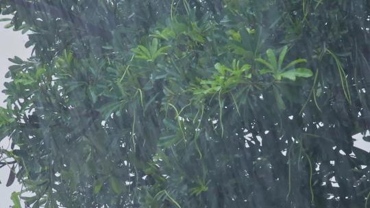 春季雨天雨水雨景树叶雨滴视频素材模板下载