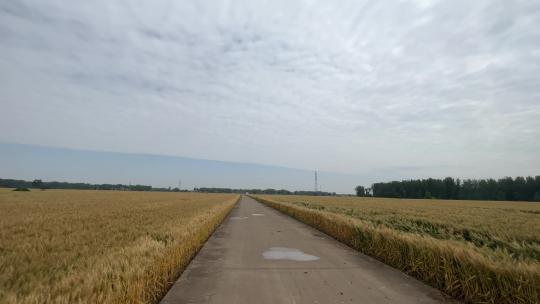 暴雨来临前的小麦农田