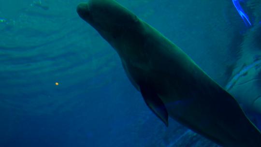 海洋馆海底世界鲸鱼白鲸视频素材模板下载