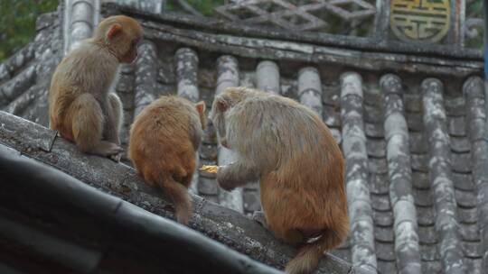 云南旅游大理剑川石宝山宝相寺屋顶猴子