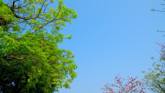 大风吹动树枝摇曳摇摆 风吹树叶 树大招风