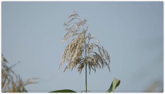 芦苇 野草