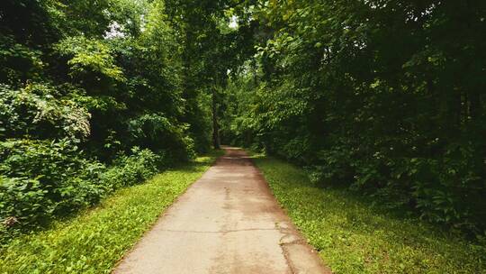 翠绿树林中的小路