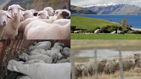 【合集】羊群绵羊畜牧业放羊