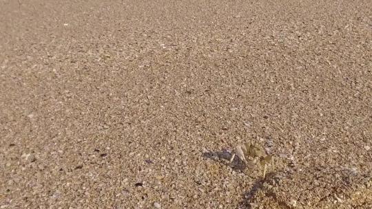 一只螃蟹在海滩上散步。