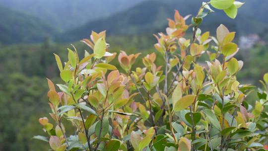 茶籽油树叶子