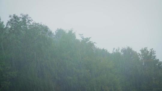 夏季森林暴雨大雨雷阵雨