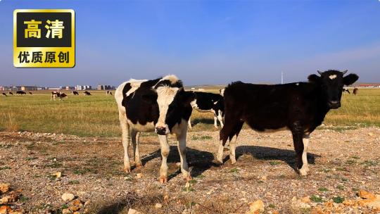 草原奶牛 大自然奶牛吃草 牧场牛奶