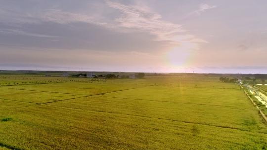 夕阳下的农田全景4k航拍高清在线视频素材下载
