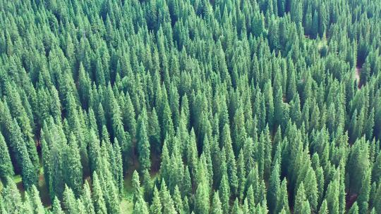 新疆伊犁森林航拍