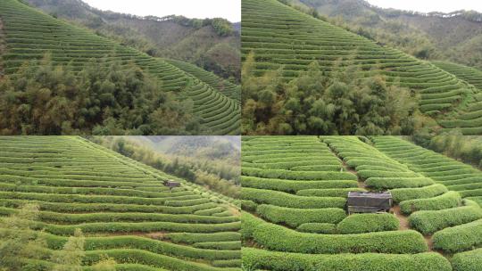 茶山 茶园航拍高清在线视频素材下载