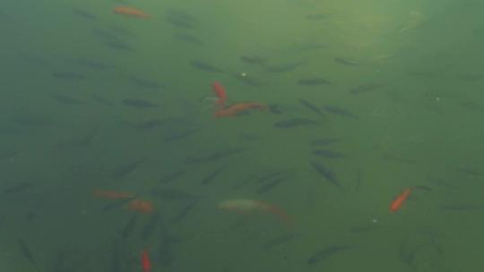 池塘中成群的锦鲤鱼一群红鲤鱼黑鲤鱼觅食