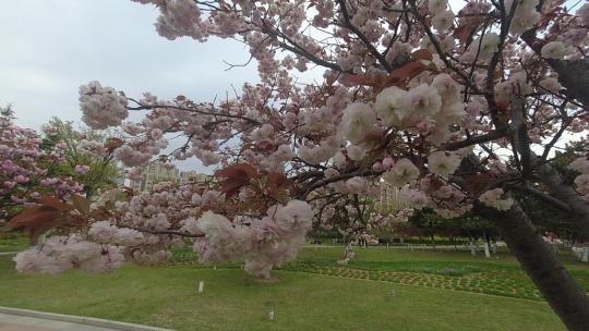 威海悦海公园灯塔广场盛开的晚樱花