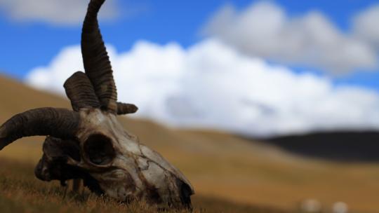 西藏牧区羊头4K延时
