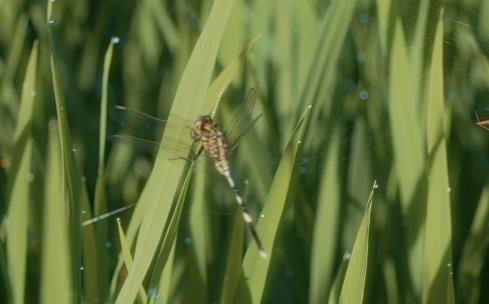 蜻蜓水稻起飞