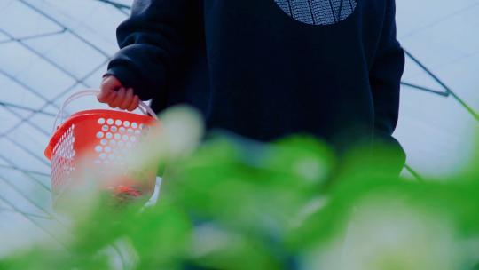 手提篮子女生摘草莓大棚种植草莓草莓园