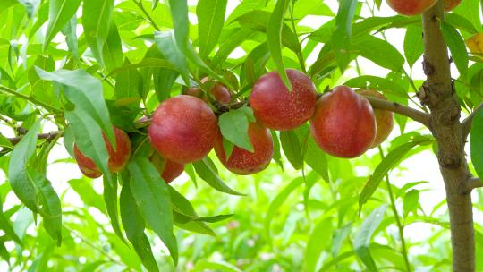 农业种植 油桃果园