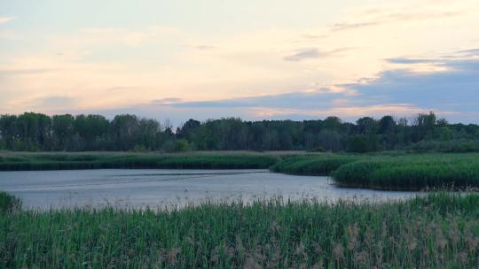 夕阳下湖泊和绿植的美景视频素材模板下载