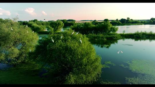 白鹭 栖息 候鸟 湿地 生态