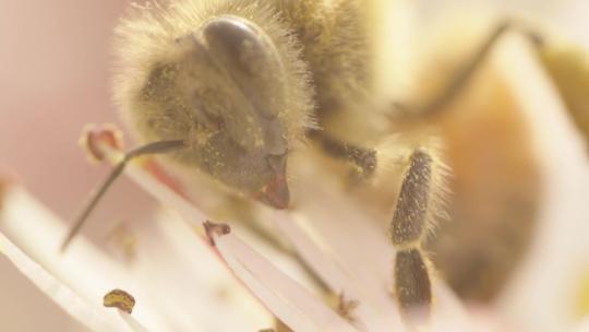 蜜蜂在花上采蜜特写素材