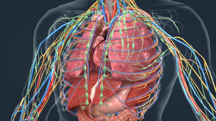三维医学人体解剖器官心脏动画-1