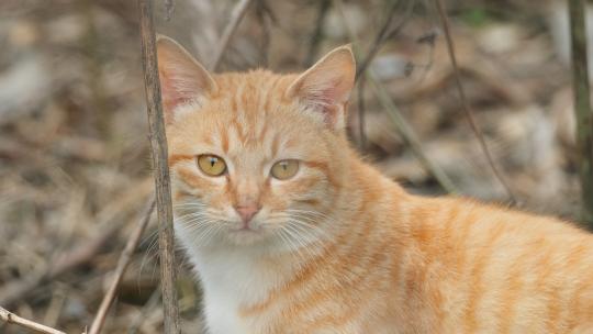 可爱猫咪4K实拍镜头