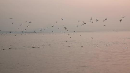 深圳湾公园的红嘴鸥，海鸥在海面上飞翔玩耍