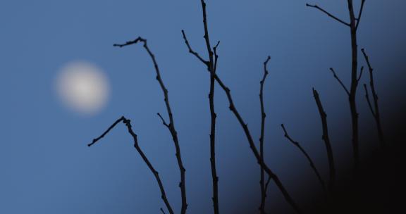 夜空月亮枯树枝03