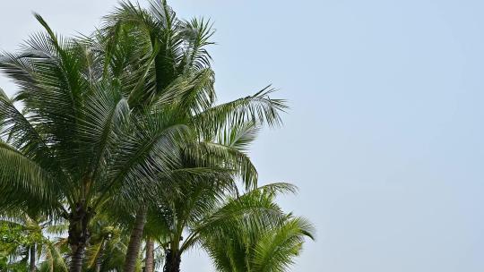 风中摇曳的椰子树空镜头