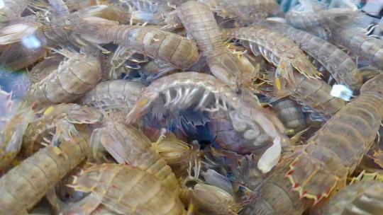 福建厦门第八市场海鲜市场售卖的皮皮虾
