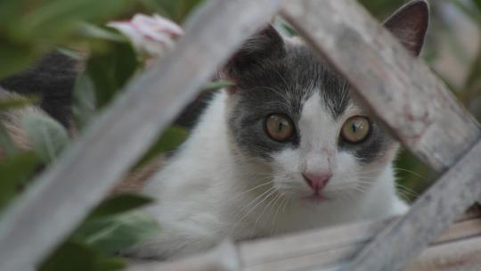 猫透过栅栏和植物看着摄像机