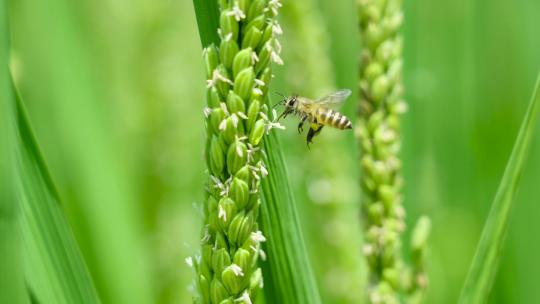蜜蜂在稻花上采蜜视频素材模板下载