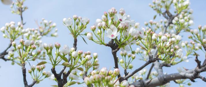 梨花盛开春天