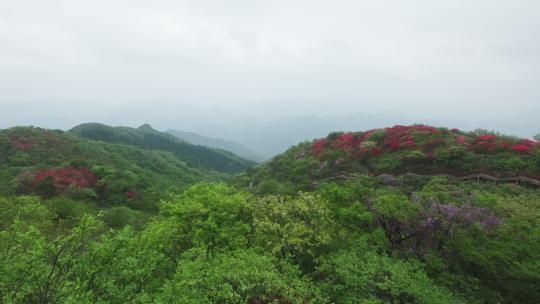 杭州余杭鸬鸟山杜鹃花光影延时