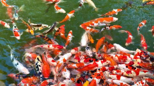 公园水里一群争抢食物的锦鲤鱼